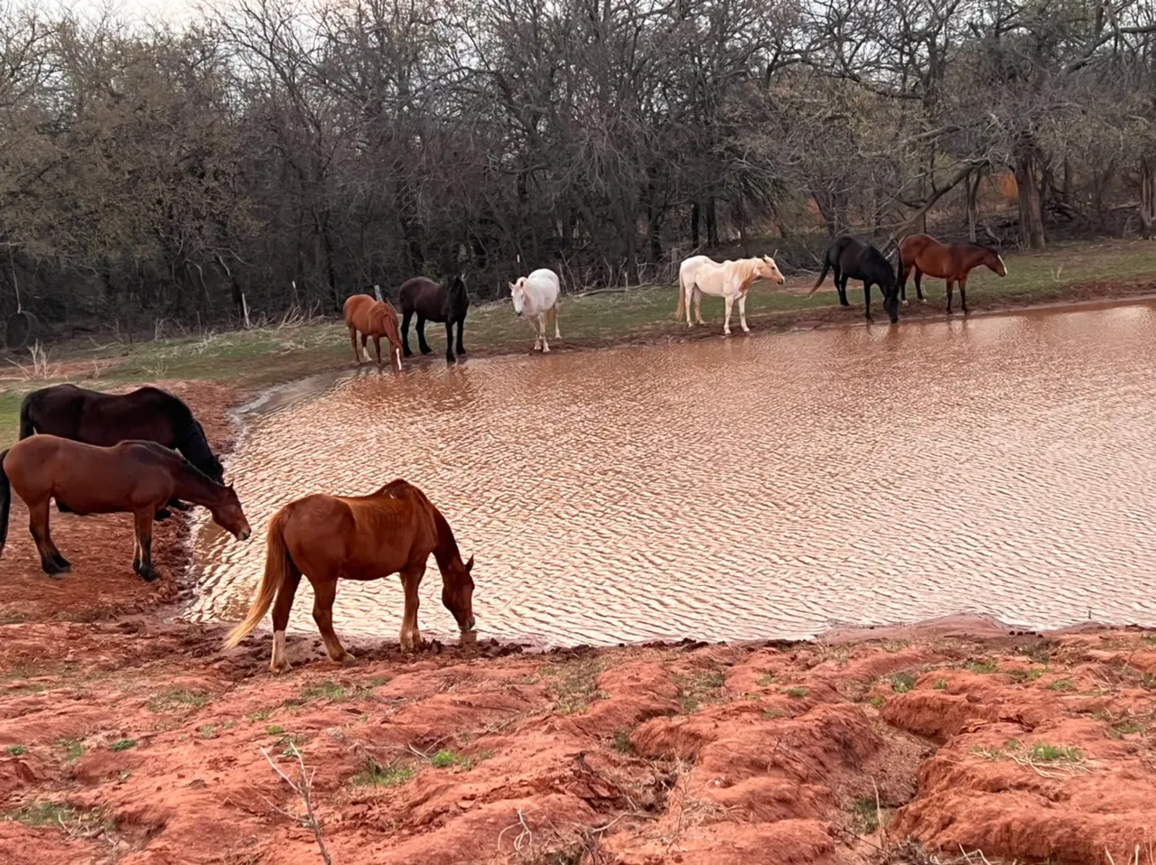 Oklahoma stop photo with horses around a pond